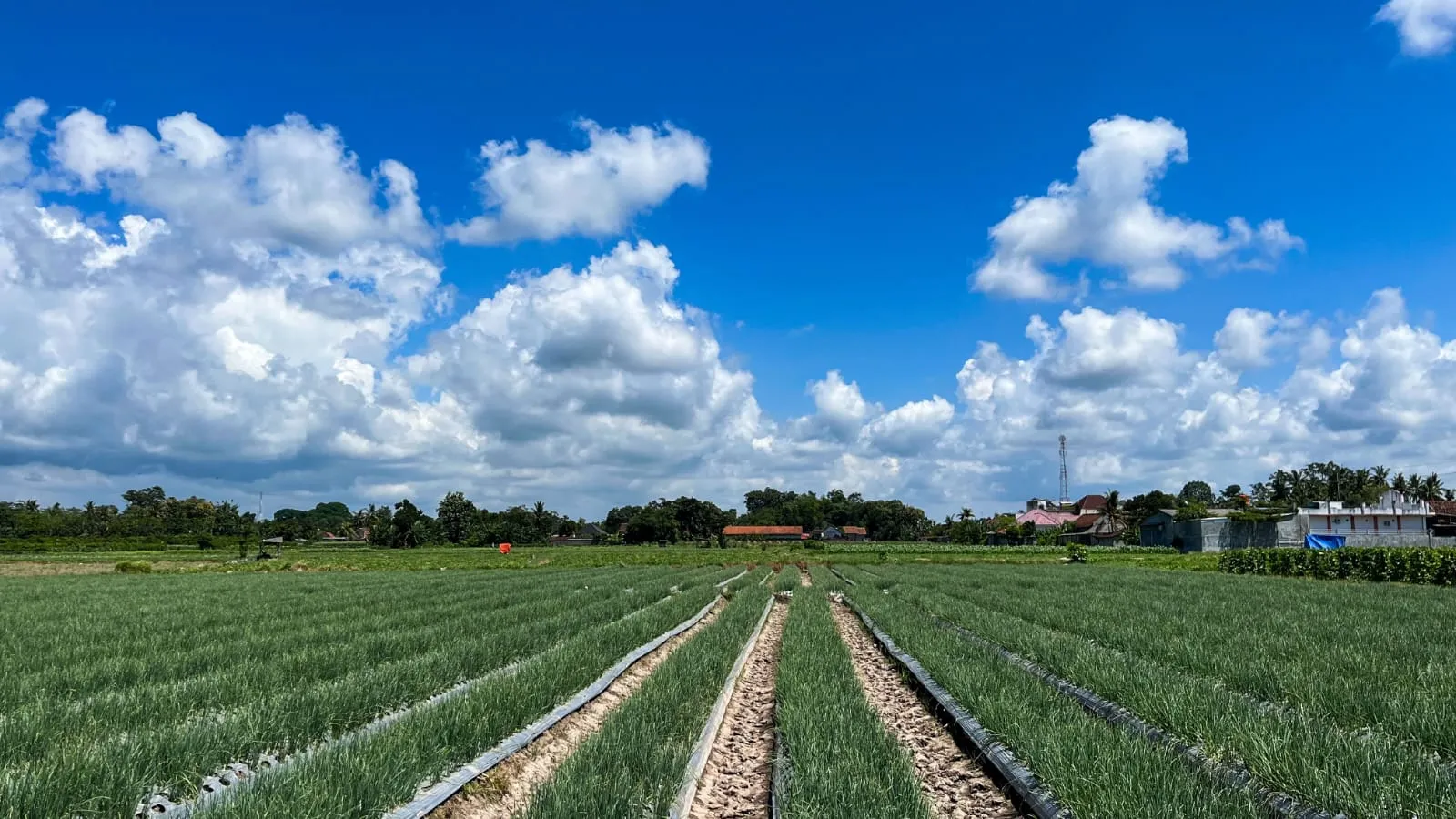 Campo de cebolla en surcos bajo cielo despejado