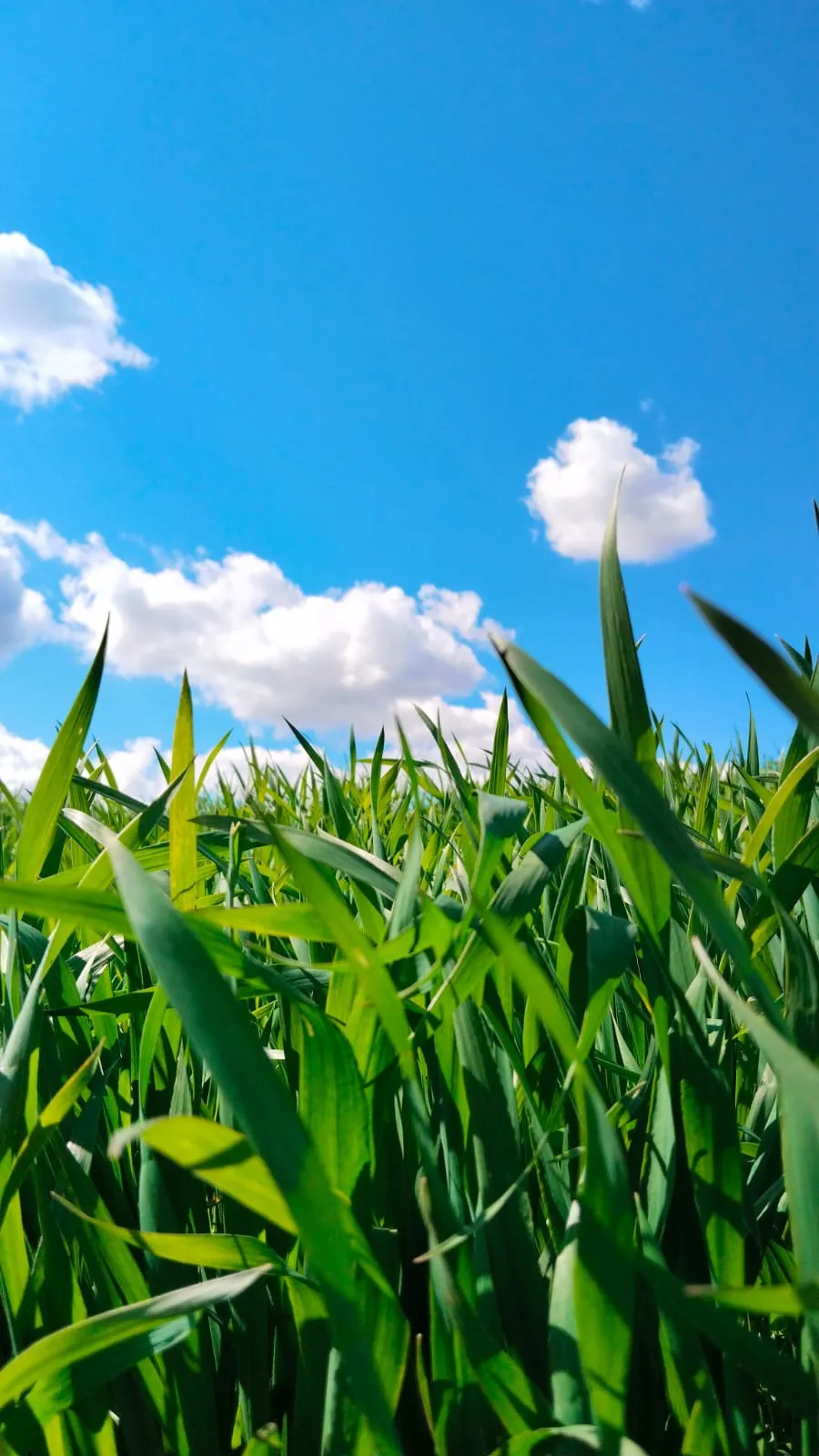 Cultivo de grano verde visto desde el suelo