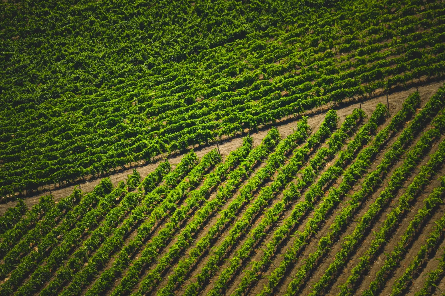 Hileras de cultivo vistas desde arriba