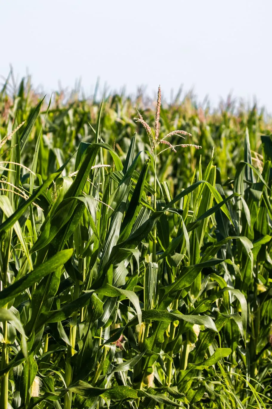Milpa de maíz en floración