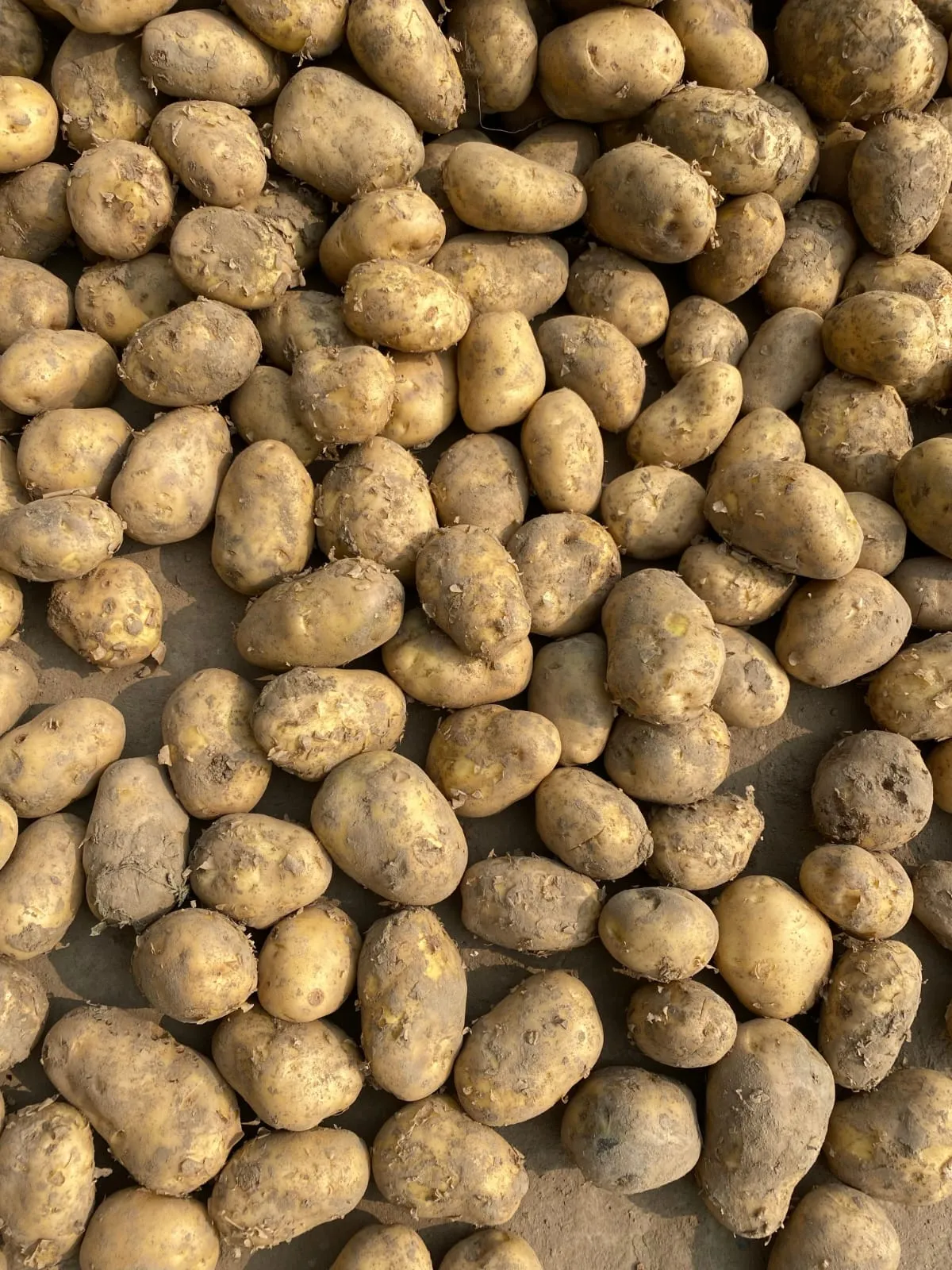 Papas recién cosechadas puestas a secar